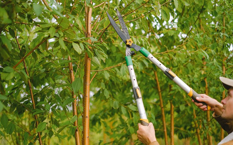 Tree trimming in Rochester, WA